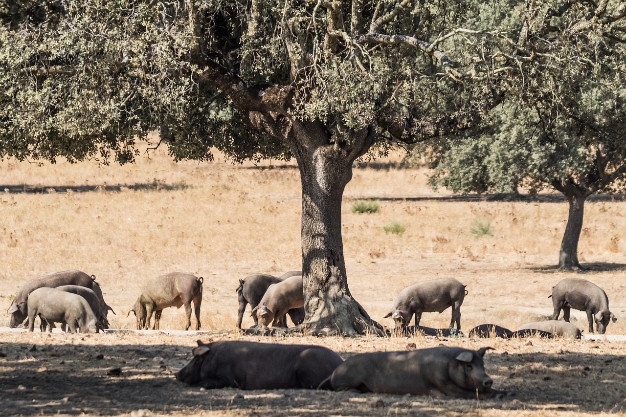 spain, extremadura, encina trees