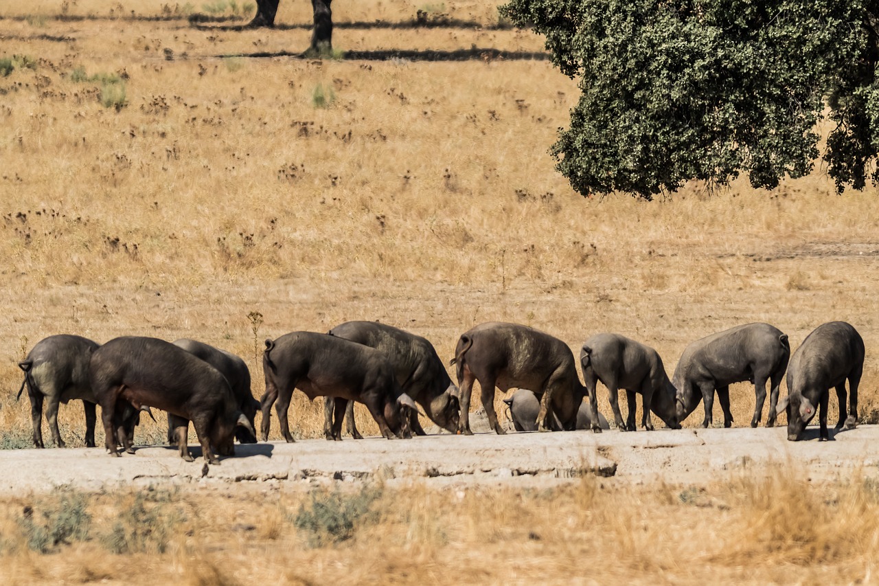 spain, extremadura, encina trees